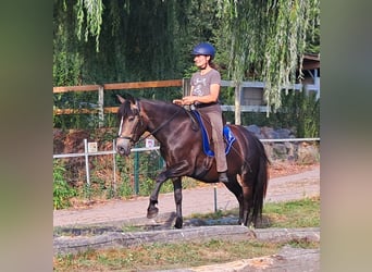 Plus de poneys/petits chevaux, Jument, 7 Ans, 147 cm, Bai brun