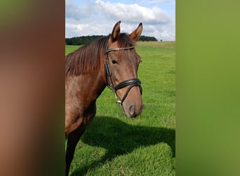 Plus de poneys/petits chevaux, Jument, 7 Ans, 147 cm, Bai