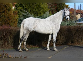 Plus de poneys/petits chevaux, Jument, 7 Ans, 147 cm, Gris