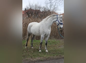 Plus de poneys/petits chevaux, Jument, 7 Ans, 147 cm, Gris