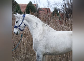 Plus de poneys/petits chevaux, Jument, 7 Ans, 147 cm, Gris