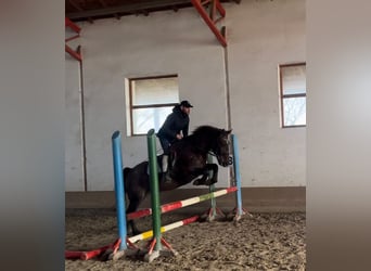 Plus de poneys/petits chevaux, Jument, 7 Ans, 148 cm, Bai