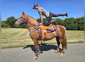 Plus de poneys/petits chevaux, Jument, 7 Ans, 149 cm, Alezan