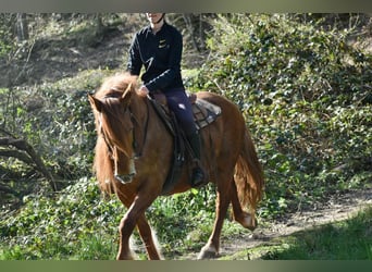 Plus de poneys/petits chevaux Croisé, Jument, 7 Ans, 150 cm, Alezan