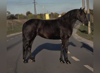 Plus de poneys/petits chevaux, Jument, 7 Ans, 150 cm, Noir