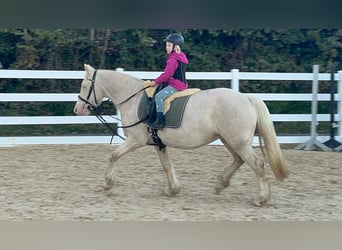 Plus de poneys/petits chevaux, Jument, 7 Ans, 153 cm, Cremello