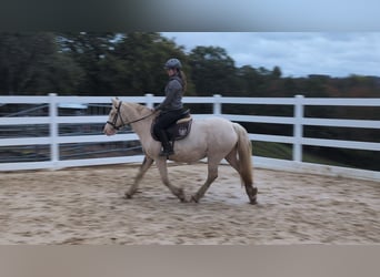 Plus de poneys/petits chevaux, Jument, 7 Ans, 153 cm, Cremello