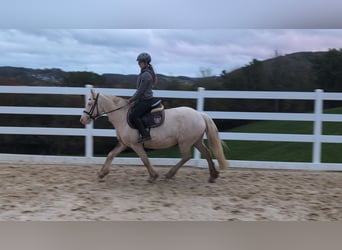 Plus de poneys/petits chevaux, Jument, 7 Ans, 153 cm, Cremello