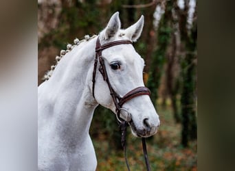 Plus de poneys/petits chevaux, Jument, 7 Ans, 155 cm, Gris