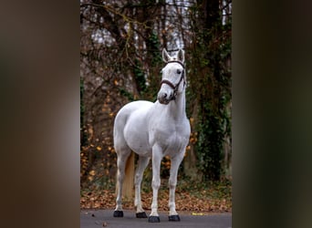 Plus de poneys/petits chevaux, Jument, 7 Ans, 155 cm, Gris