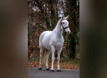 Plus de poneys/petits chevaux, Jument, 7 Ans, 155 cm, Gris
