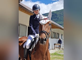 Plus de poneys/petits chevaux Croisé, Jument, 7 Ans, 167 cm, Bai