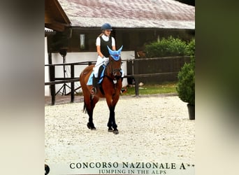 Plus de poneys/petits chevaux Croisé, Jument, 7 Ans, 167 cm, Bai