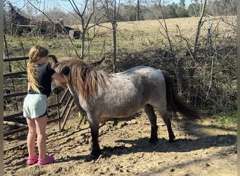 Plus de poneys/petits chevaux, Jument, 7 Ans, 99 cm, Rouan Bleu