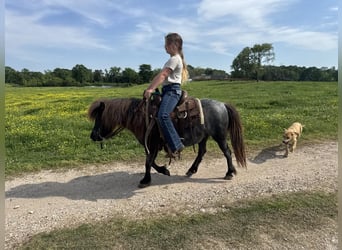Plus de poneys/petits chevaux, Jument, 7 Ans, 99 cm, Rouan Bleu
