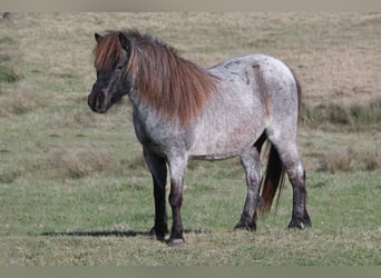 Plus de poneys/petits chevaux, Jument, 7 Ans, 99 cm, Rouan Bleu