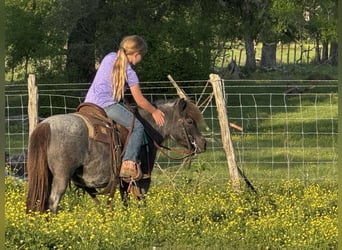 Plus de poneys/petits chevaux, Jument, 7 Ans, 99 cm, Rouan Bleu