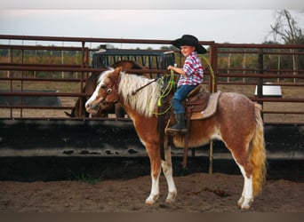 Plus de poneys/petits chevaux, Jument, 8 Ans, 119 cm, Rouan Rouge