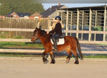 Plus de poneys/petits chevaux, Jument, 8 Ans, 120 cm, Bai