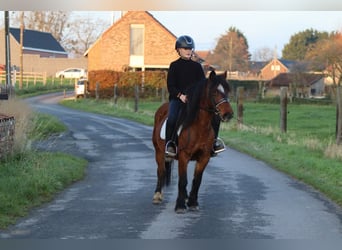 Plus de poneys/petits chevaux, Jument, 8 Ans, 120 cm, Bai