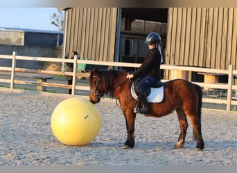 Plus de poneys/petits chevaux, Jument, 8 Ans, 120 cm, Bai