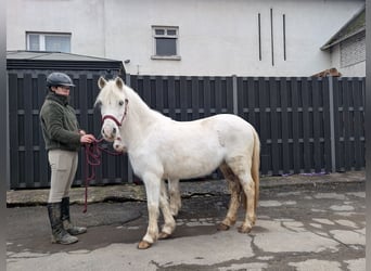 Plus de poneys/petits chevaux, Jument, 8 Ans, 120 cm, Gris