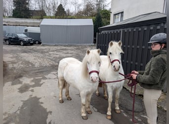 Plus de poneys/petits chevaux, Jument, 8 Ans, 120 cm, Gris