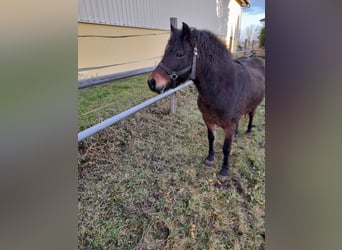 Plus de poneys/petits chevaux Croisé, Jument, 8 Ans, 128 cm, Bai