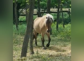 Plus de poneys/petits chevaux, Jument, 8 Ans, 128 cm, Isabelle