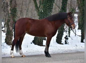 Plus de poneys/petits chevaux, Jument, 8 Ans, 145 cm, Bai