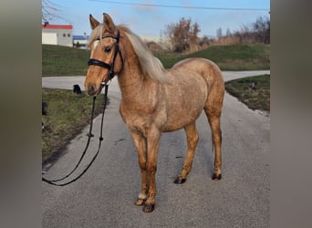 Plus de poneys/petits chevaux, Jument, 8 Ans, 145 cm, Palomino