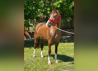 Plus de poneys/petits chevaux, Jument, 8 Ans, 148 cm, Alezan brûlé