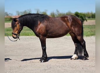 Plus de poneys/petits chevaux, Jument, 8 Ans, 148 cm, Bai