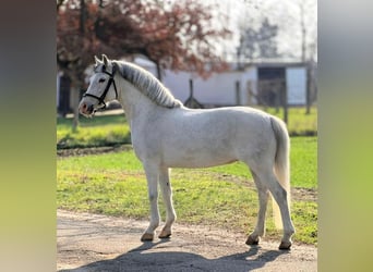 Plus de poneys/petits chevaux, Jument, 8 Ans, 148 cm, Gris
