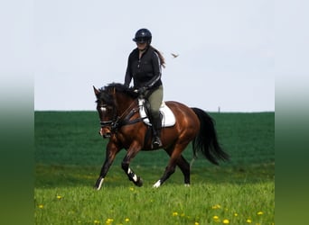 Plus de poneys/petits chevaux, Jument, 8 Ans, 154 cm, Bai