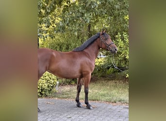 Plus de poneys/petits chevaux Croisé, Jument, 8 Ans, 155 cm, Bai