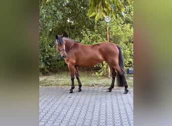 Plus de poneys/petits chevaux Croisé, Jument, 8 Ans, 155 cm, Bai
