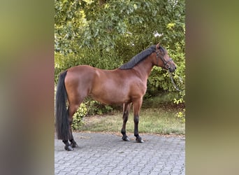Plus de poneys/petits chevaux Croisé, Jument, 8 Ans, 155 cm, Bai