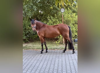 Plus de poneys/petits chevaux Croisé, Jument, 8 Ans, 155 cm, Bai