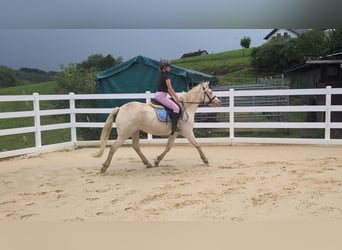 Plus de poneys/petits chevaux, Jument, 8 Ans, 155 cm, Cremello