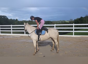 Plus de poneys/petits chevaux, Jument, 8 Ans, 155 cm, Cremello