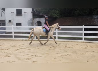 Plus de poneys/petits chevaux, Jument, 8 Ans, 155 cm, Cremello
