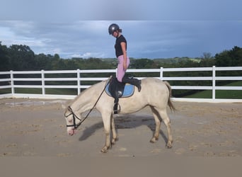 Plus de poneys/petits chevaux, Jument, 8 Ans, 155 cm, Cremello