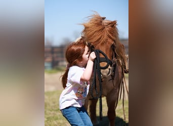 Plus de poneys/petits chevaux, Jument, 8 Ans, 86 cm, Rouan Rouge