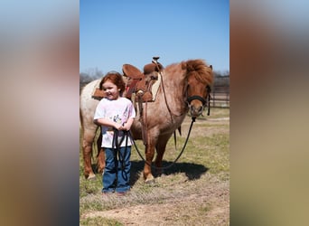 Plus de poneys/petits chevaux, Jument, 8 Ans, 86 cm, Rouan Rouge