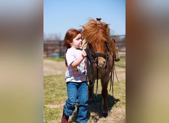 Plus de poneys/petits chevaux, Jument, 8 Ans, 86 cm, Rouan Rouge