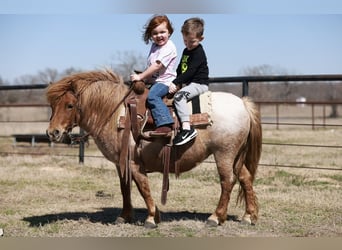 Plus de poneys/petits chevaux, Jument, 8 Ans, 86 cm, Rouan Rouge