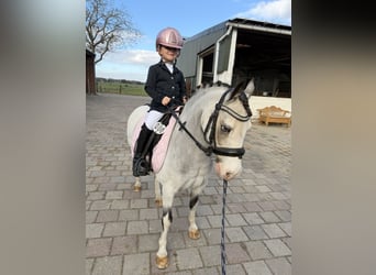 Plus de poneys/petits chevaux, Jument, 9 Ans, 115 cm, Alezan dun