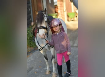 Plus de poneys/petits chevaux, Jument, 9 Ans, 115 cm, Alezan dun
