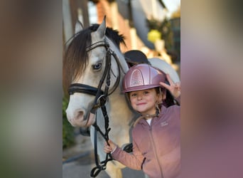 Plus de poneys/petits chevaux, Jument, 9 Ans, 115 cm